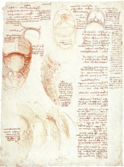 Anatomical Studies: Ribcage and Diaphragm by Leonardo da Vinci